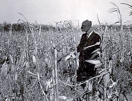Checking dry corn crop in the 1930s drought