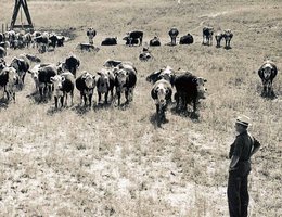 Rancher Inspecting Cattle at a Water Tank near Atkinson, Nebraska, late 1930s
