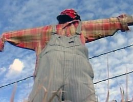 Scarecrow guarding the field