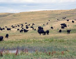 Cattle in the Sandhills