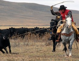 Cowboys rounding up cattle