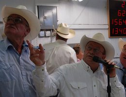 MARKET: Bassett, NE livestock auctioneers