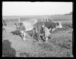 Alice Butcher milking a cow on the T. J. Butcher place on Middle Loup, West Union, Nebraska, circa 1880s