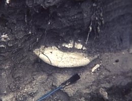 The baby rhino skull that led to Mike Voorhies’ discovery of Ashfall