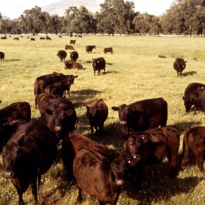 Cattle on Ranch