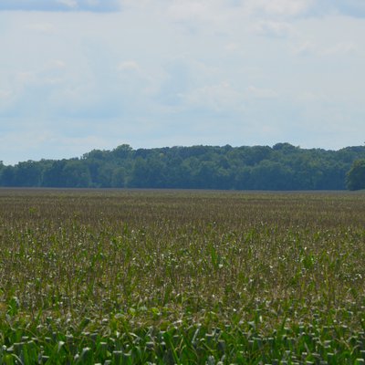 Cornfield