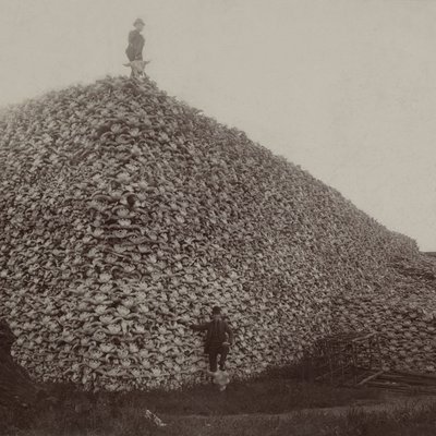 Dead Buffalo Skulls 0201_0402