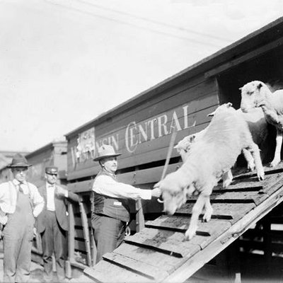 Photo from 1800's Cattle loading into rail car 0201_0502