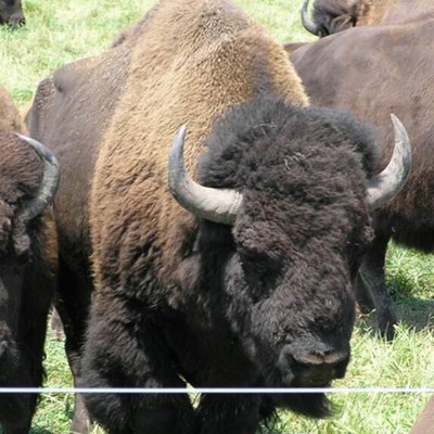 modern domestic bison 0602_0702