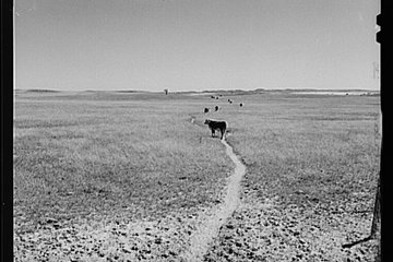 photo of cattle in sandhills 0801_0401
